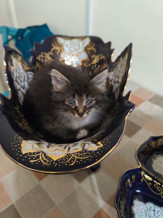 красивые котята,отдадим бесплатно