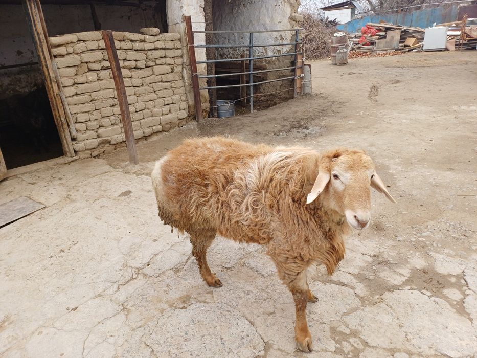 Семіз қошқар сатылады