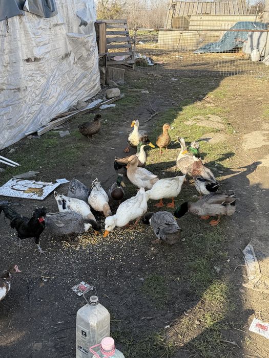 Vand rațe românești moțate si strecher