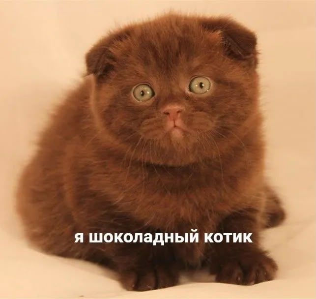Шотландцы  шоколад окрас