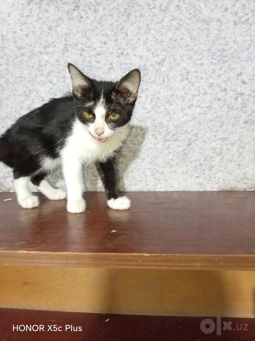 Котята даром в хорошие добрые руки