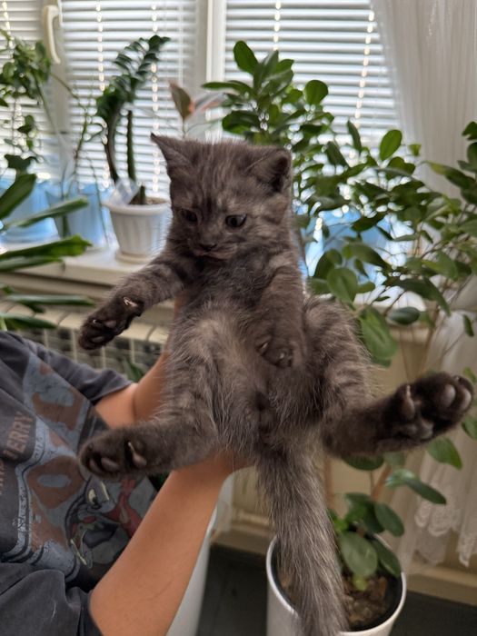 Продам метис котят