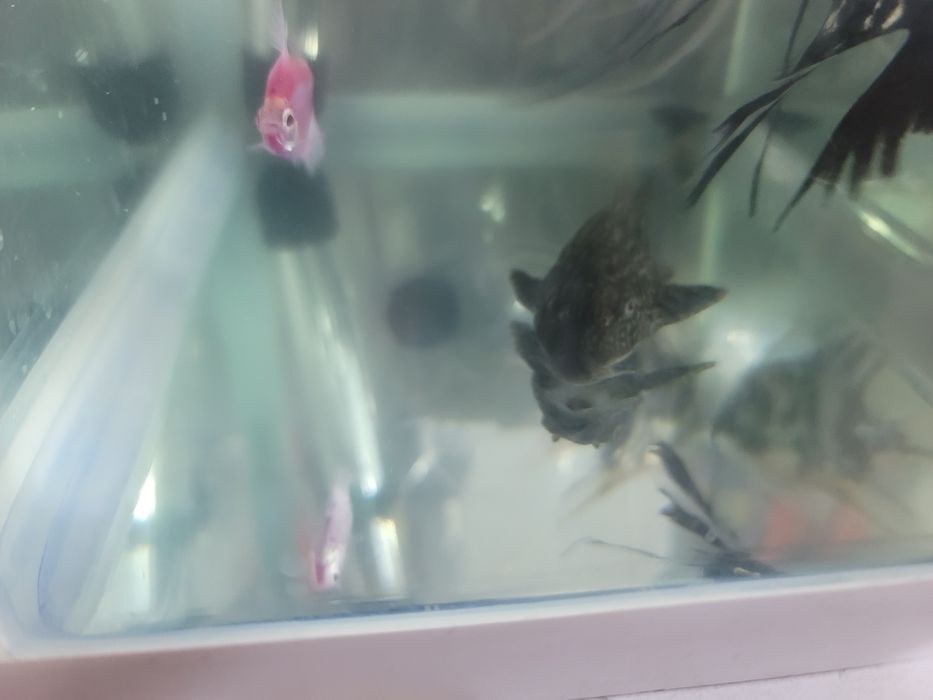 Akvarium baliqlari kotta razmerli arzon