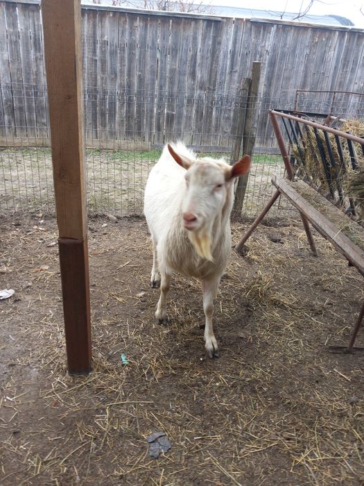 Țap sannen si anglonubian