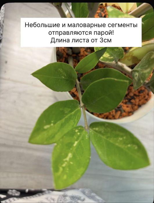 Замиокулькас шорт лив вариегатный