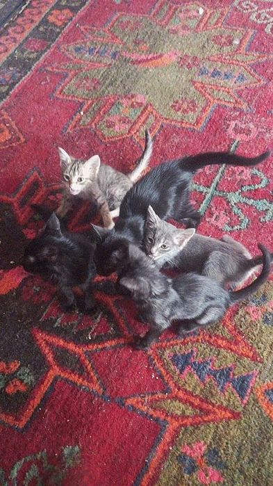 Котята даром в добрые руки