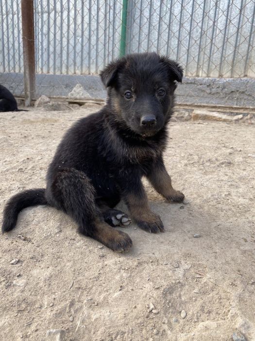 Немецкая овчарка щенок