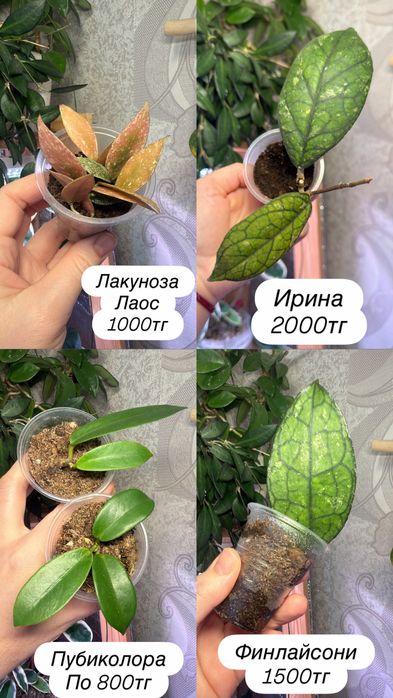 Комнатные растения