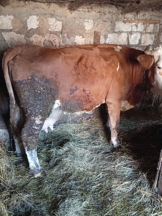 Vând vaca frumoasă