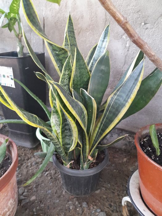 Продам сансевиерию