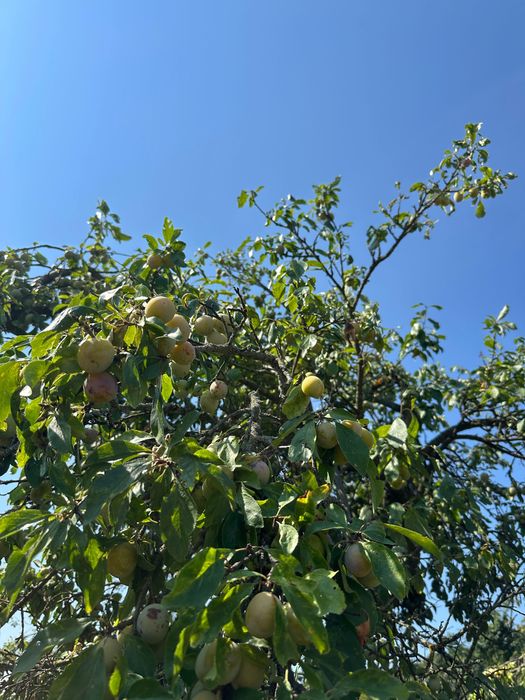 Prune pentru țuică calitatea 1