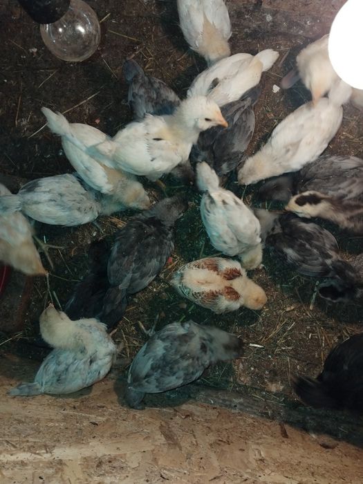Vind pui ameraucana