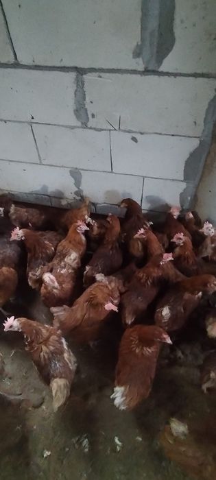 Găini tinere la sol - 20 lei/buc - Comandă minimă 20 buc