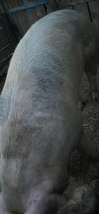 Vând două vaci gestante Și două purcele