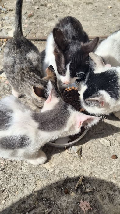 Безплатно котета