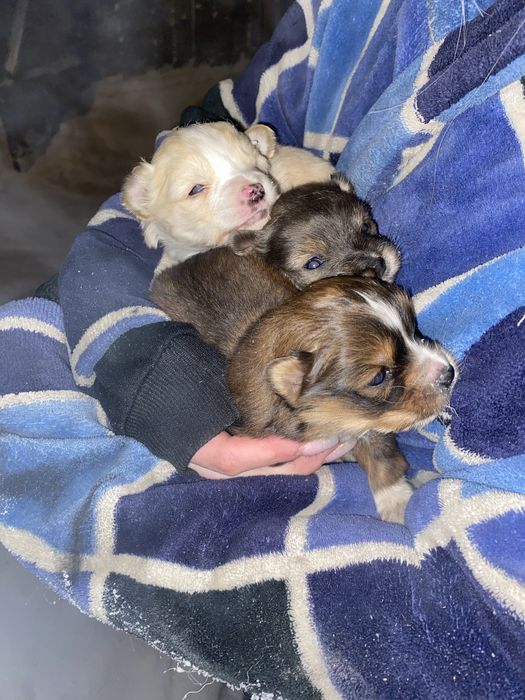 Отдам 3 щенят (мама двортерьер, папа той терьер)