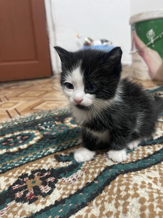 Котёнок мальчик.