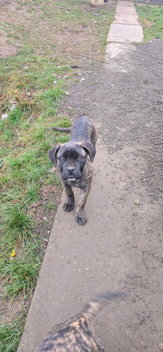Cane corso tigrat