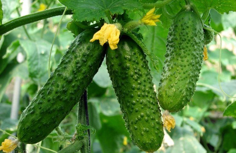 Продам домашние огурцы