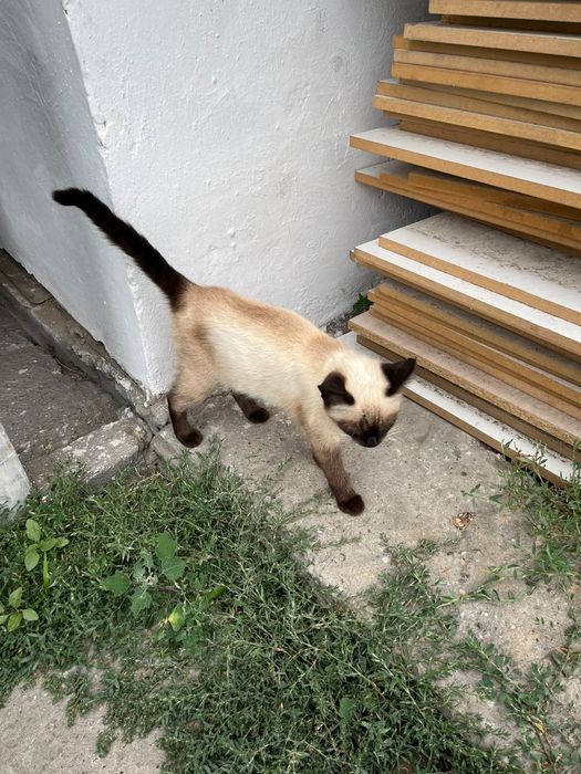 Кошка с поради Siam