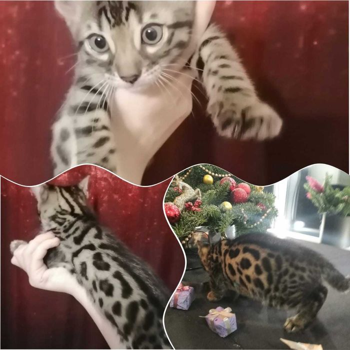 Бенгальский котята редких окрасов