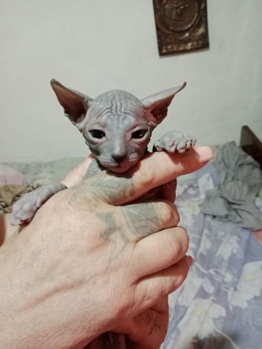 Конадский сфинкс