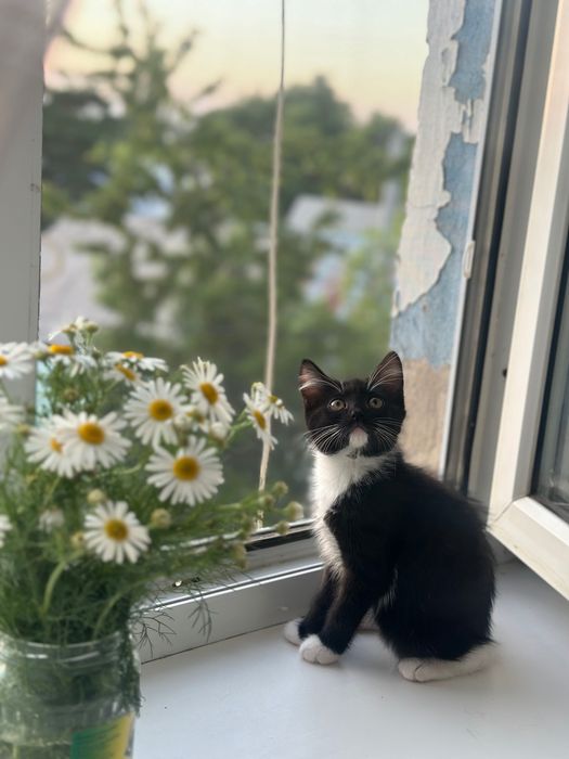Котенок ищет дом (девочка)