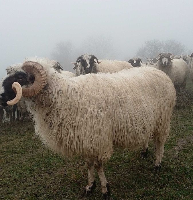 Cca 100 oi gestante tinere (mioare și strâmtoare)