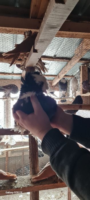 Продавам бухари двойки и единични