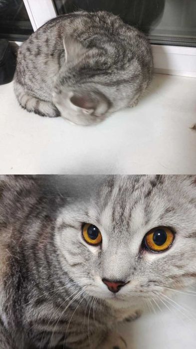 Британскому коту нужен дом!