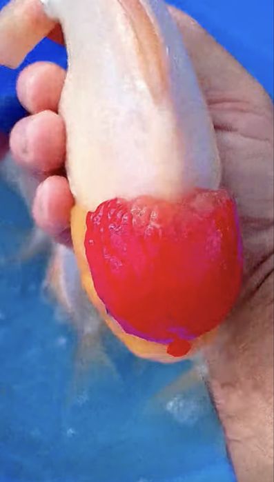 Carasi Oranda/Pesti de acvariu