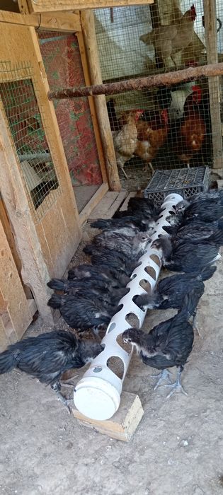Astrolop jo‘jalari sotiladi, 85mindan 1 oylik sog‘lom ishtaxalari zo‘r