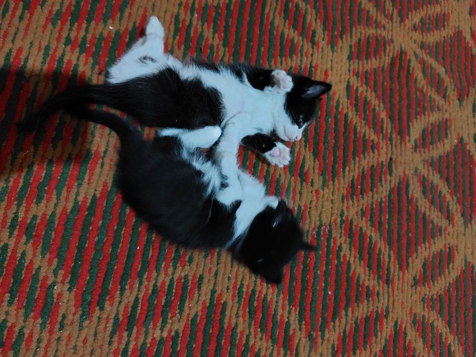 2 oylik mushukchalar yaxshi mehribon qollarga beriladi