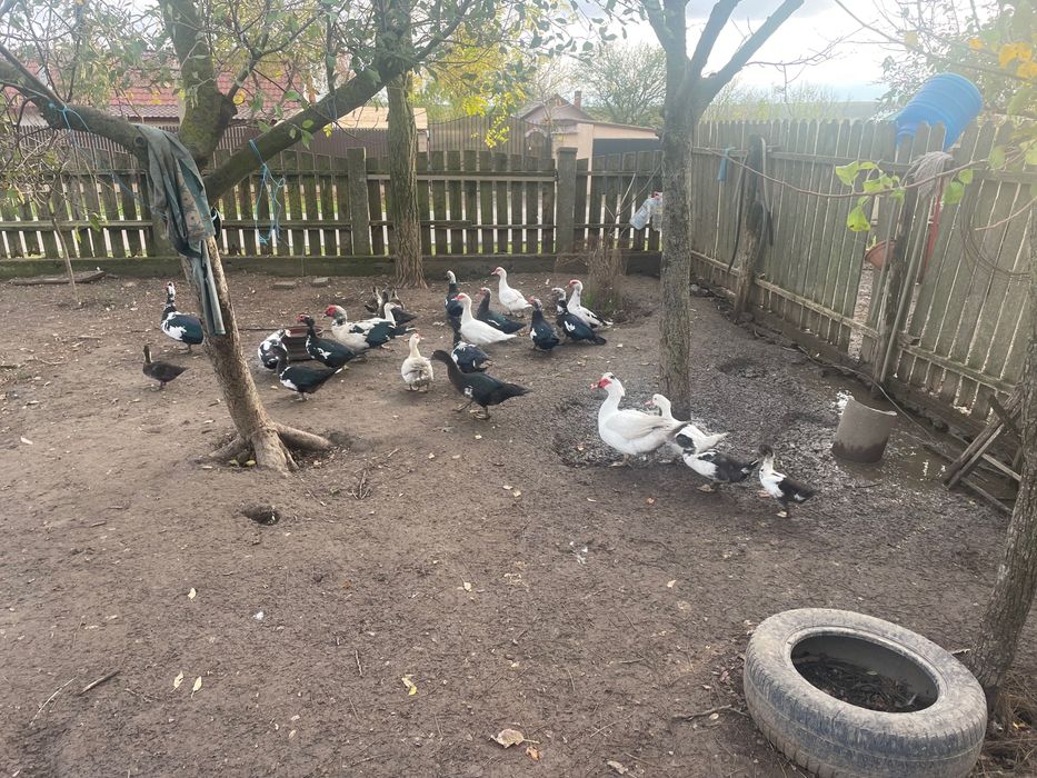 Rate lesesti de curte