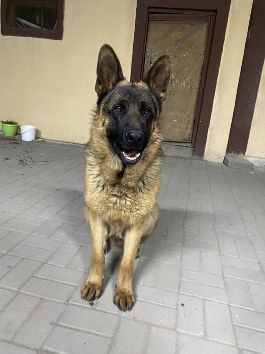 Немецкая овчарка 1 год