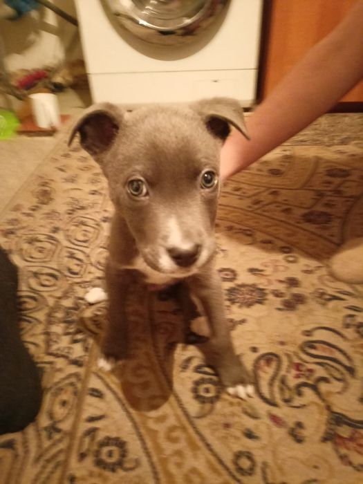 Продам щинка питбультырьер возраст 2 месяца.