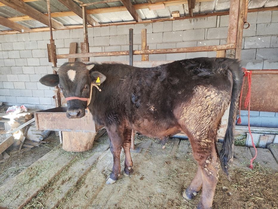 Бык. Бычок. Продам. Бұқа.