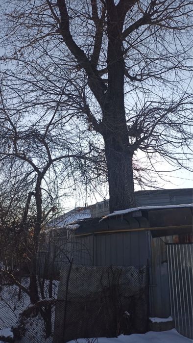 Продам дуб 4 метра первый сучок