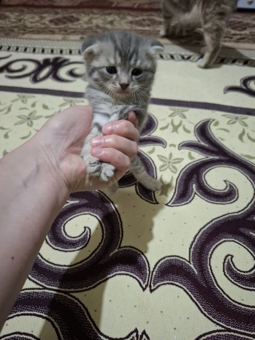 Котенок домашние