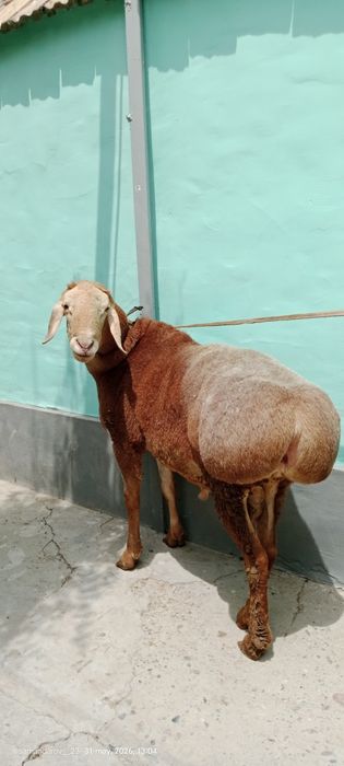 Yirik zotli qoʻchqor sotiladi