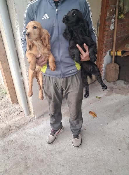 Английски кокер шпаньол