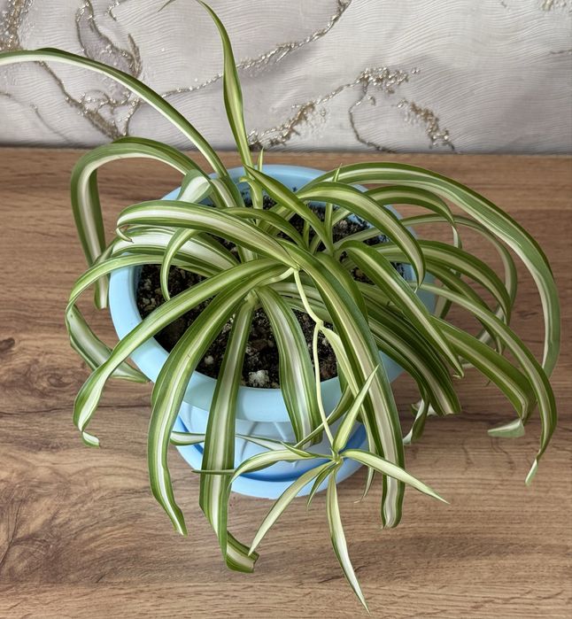 Хлорофитумы. Комнатные растения