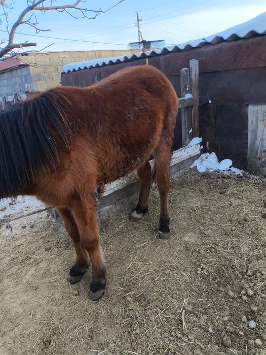 Лошадь     ………..