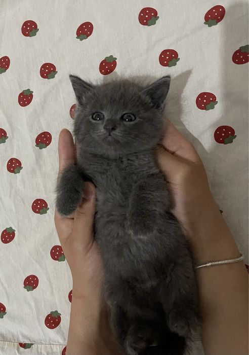 Котенок в добрые руки