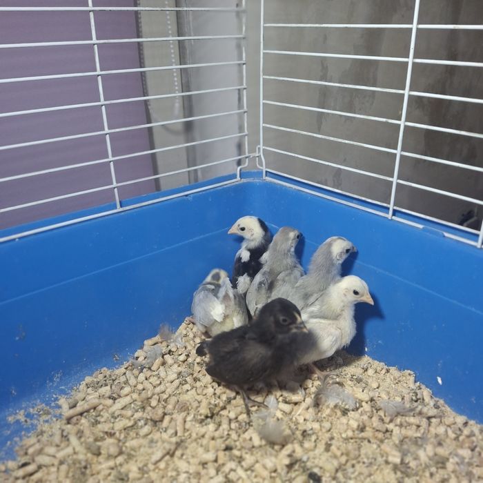 Курочка с цыплятами