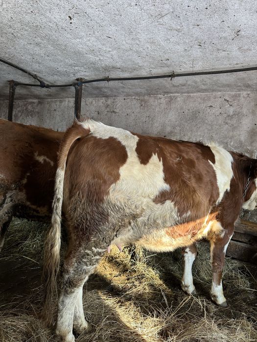 Vand juninca gestanta