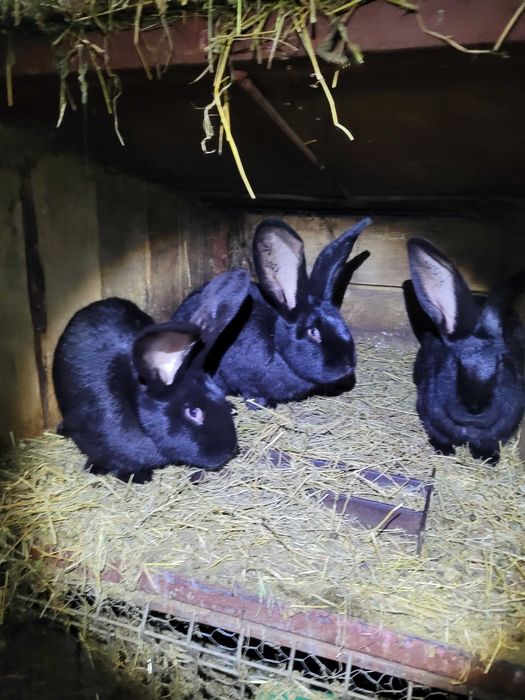 Iepuri marele german