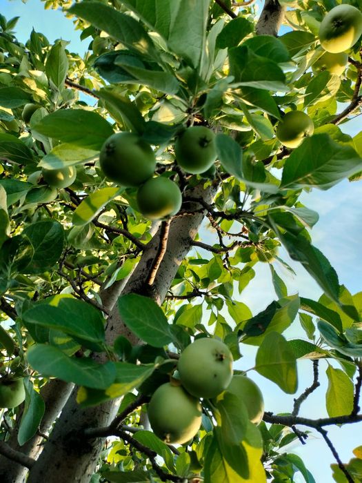 Продам дачу в районе автоцона