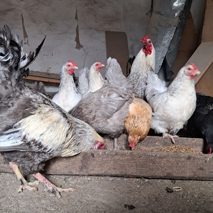 Продам курей, петухов, цыплят