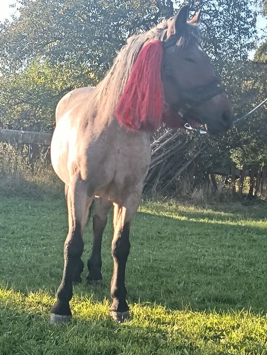 Vând iapă vârsta șapte ani